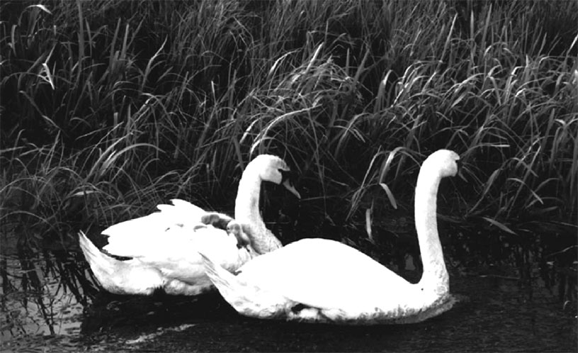 ����� �����